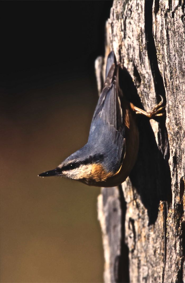 Sitta europaea
